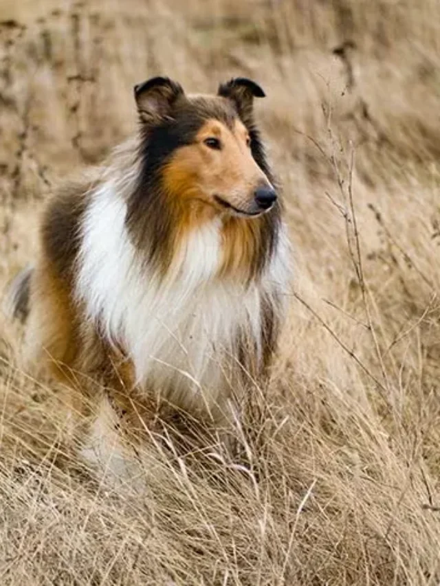 7 Most Popular Dog Breeds from the 1970s