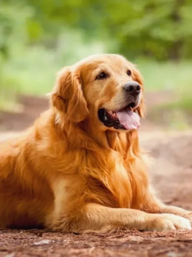 Top 8 Most Popular Dog Breeds in Florida in 2025