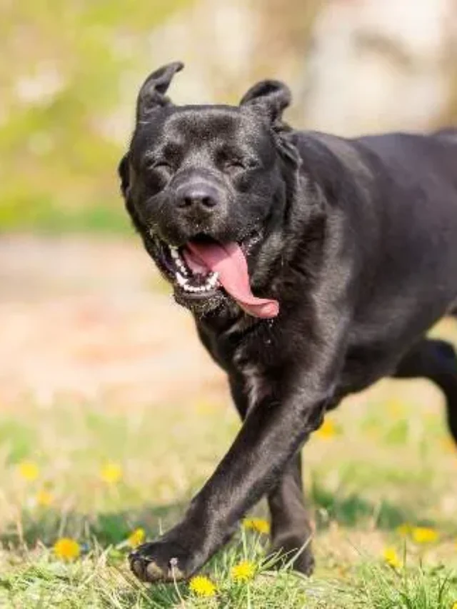 8 Most Popular Dog Breeds In The World