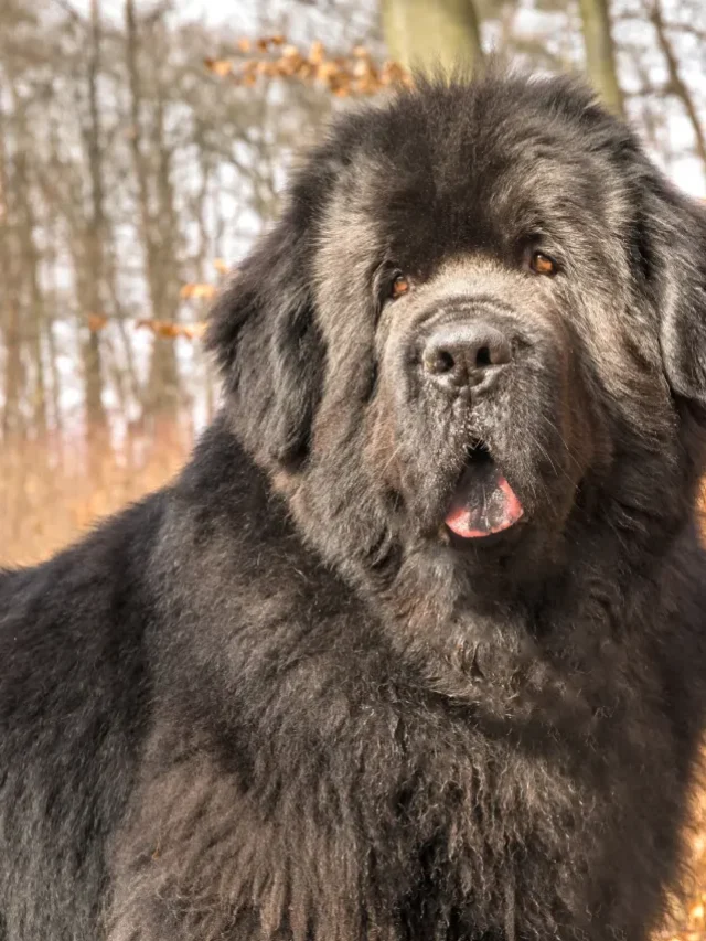The Top 6 Easygoing Dog Breeds