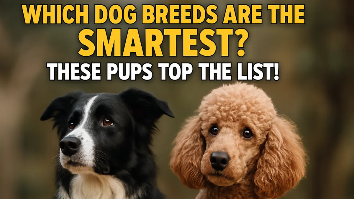 Which Dog Breeds Are the Smartest? These Pups Top the List