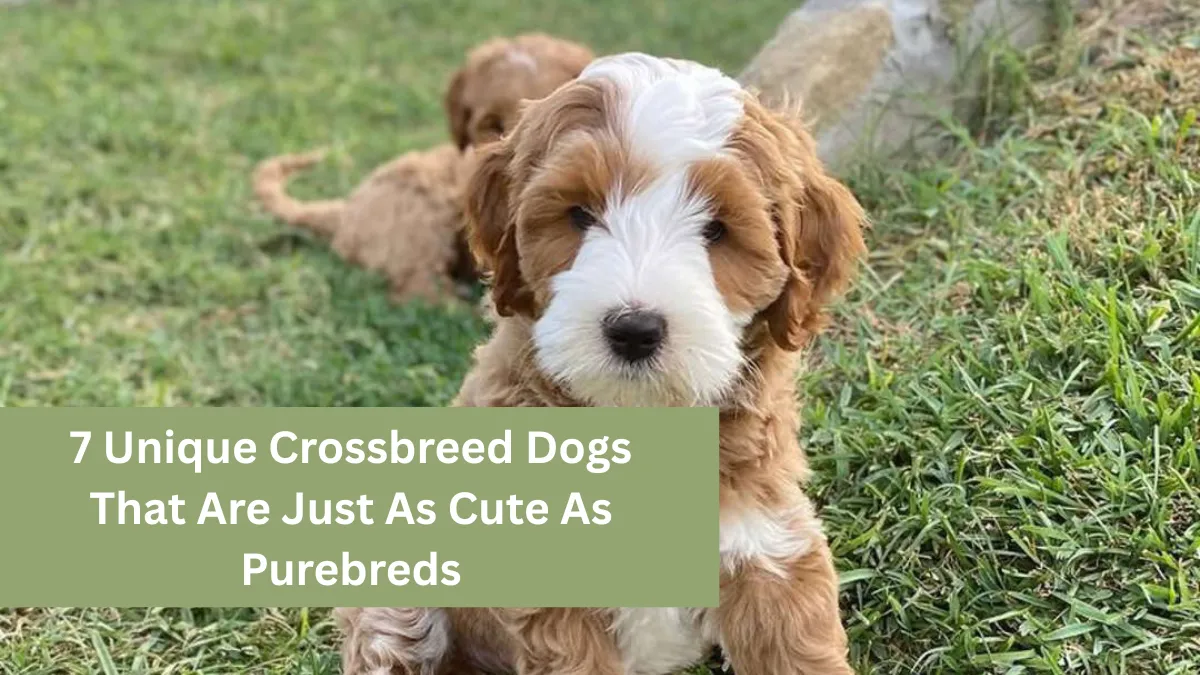 7 Unique Crossbreed Dogs That Are Just As Cute As Purebreds