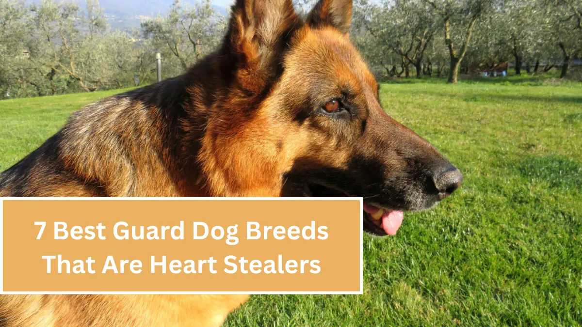 7 Best Guard Dog Breeds That Are Heart Stealers