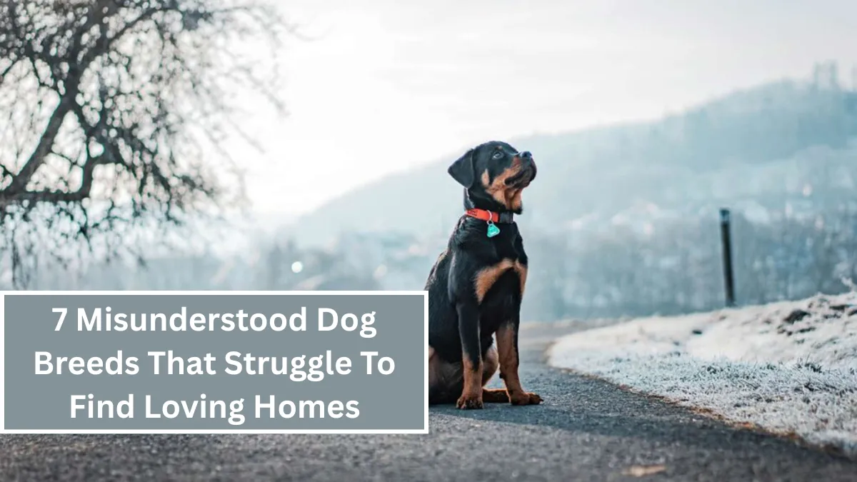 7 Misunderstood Dog Breeds That Struggle To Find Loving Homes