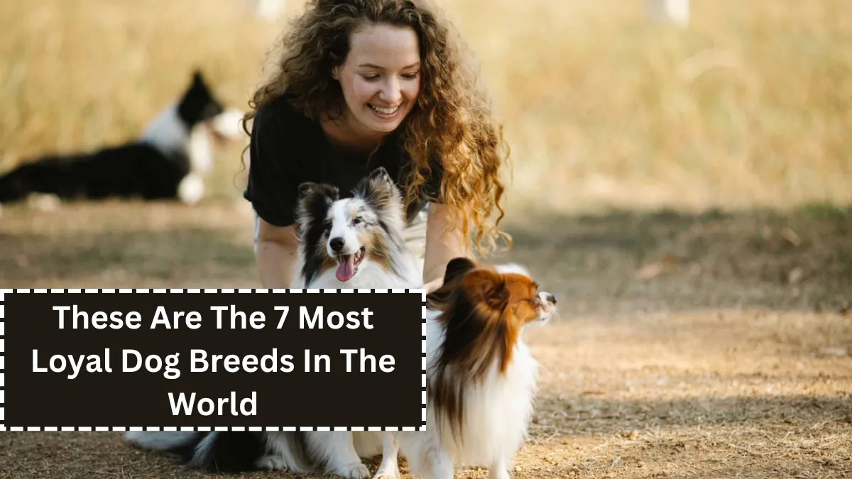 The 7 Most Loyal Dog Breeds In The World