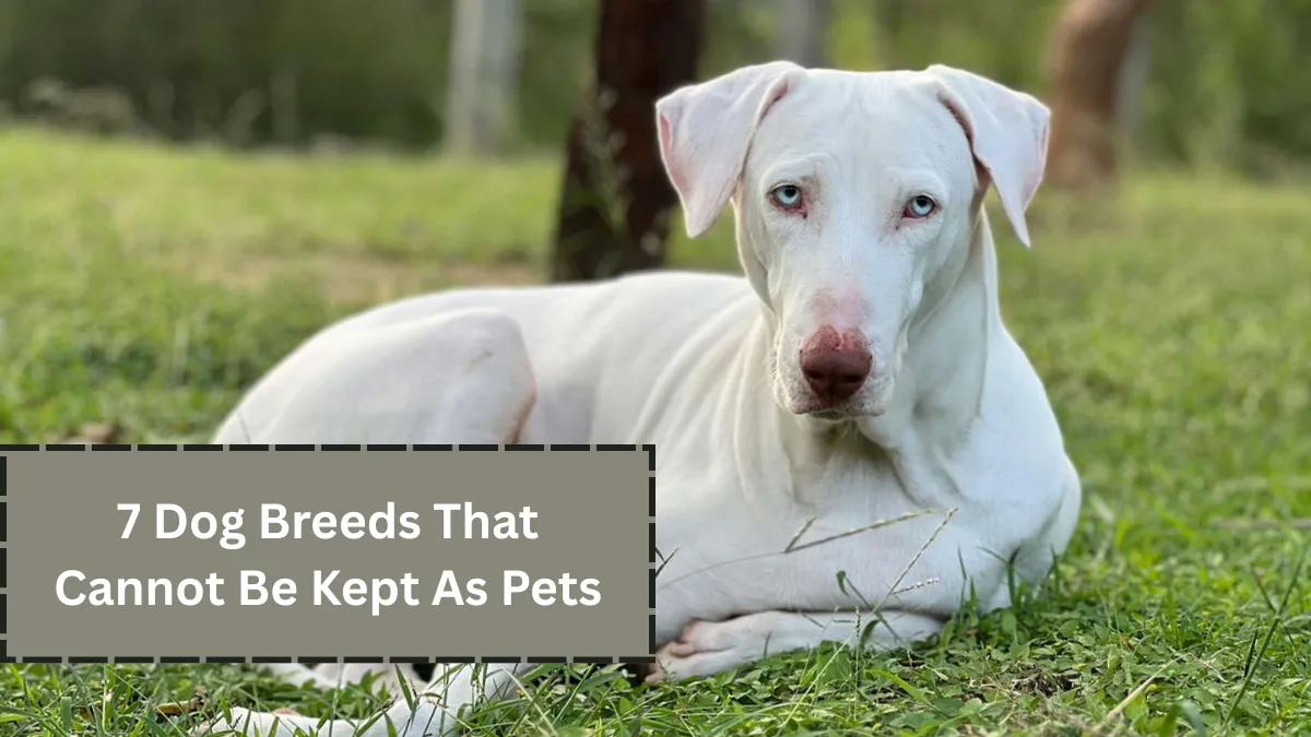 7 Dog Breeds That Cannot Be Kept As Pets