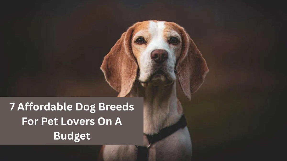 7 Affordable Dog Breeds For Pet Lovers On A Budget
