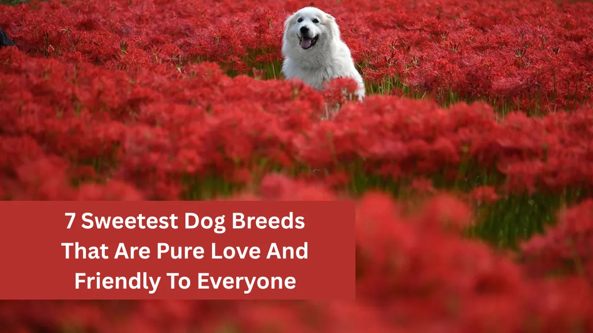7 Sweetest Dog Breeds That Are Pure Love And Friendly To Everyone