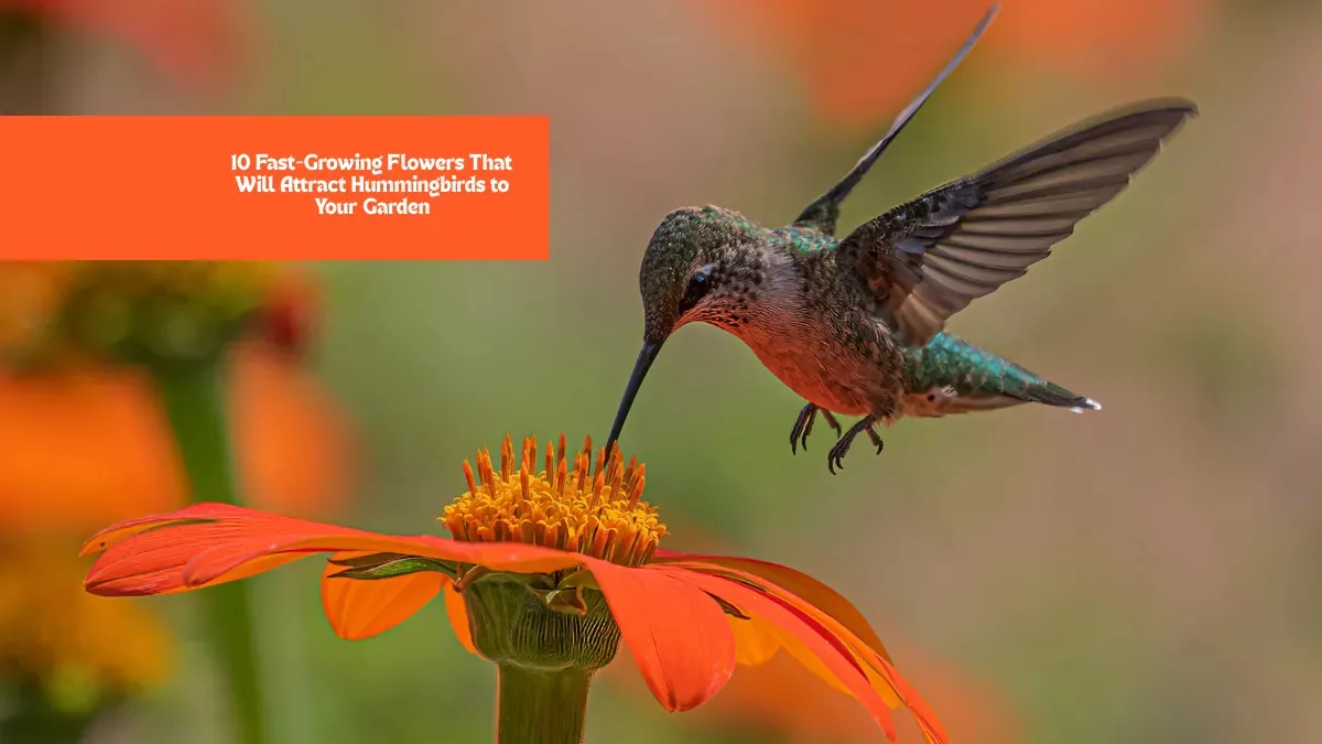 10 Fast-Growing Flowers That Will Attract Hummingbirds to Your Garden
